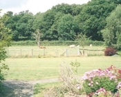 Cattle in Grounds 1